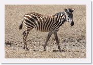 07IntoNgorongoro - 144 * The baby Zebra still has a brownish coat.